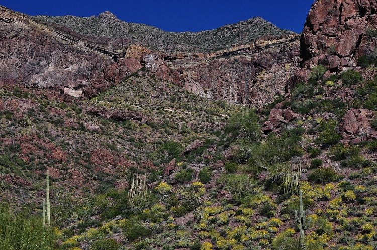 desert floor